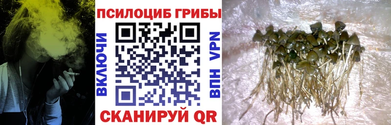 Галлюциногенные грибы Cubensis  наркошоп  Городец 